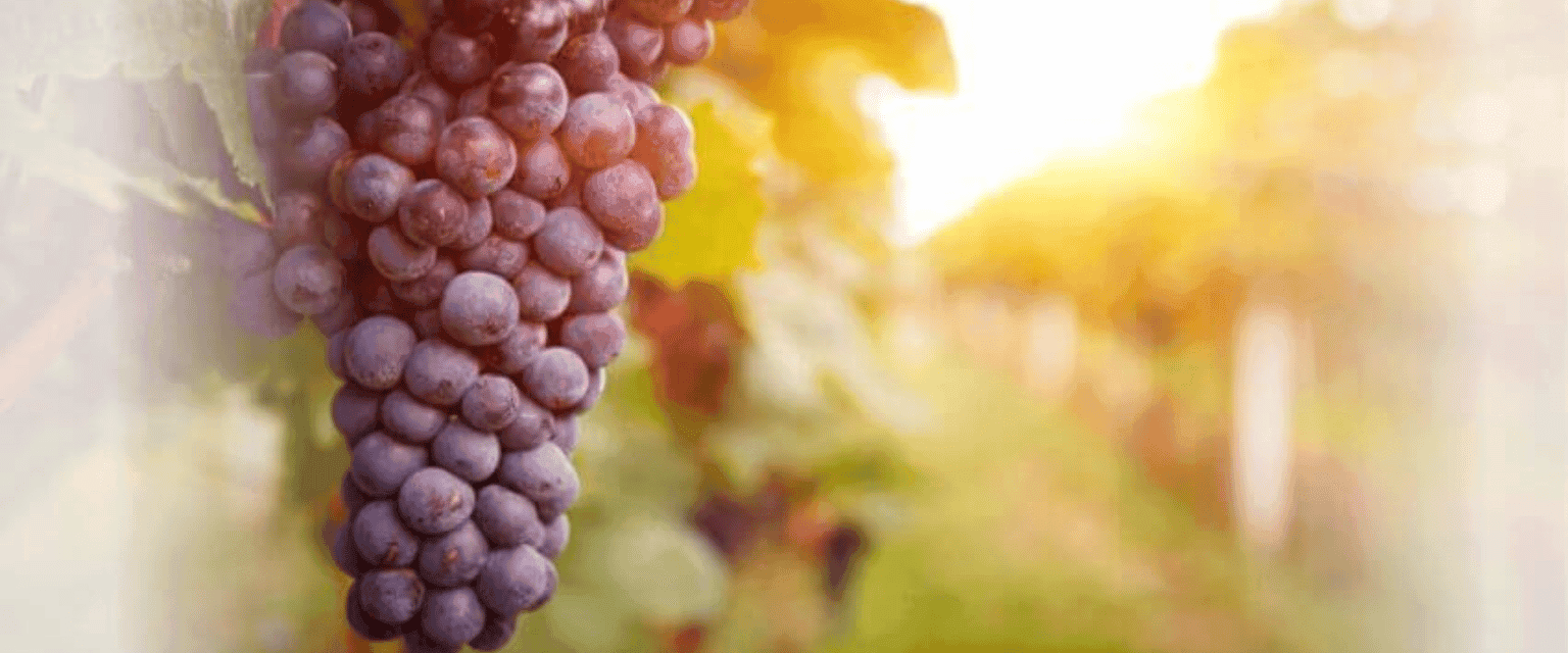 Grape Seed Extract and the Benefits